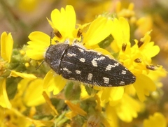 Acmaeodera bacchariphaga