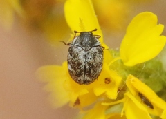 Anthrenus parvus