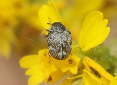 Anthrenus parvus