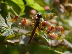 Libellula semifasciata