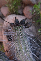 Haageocereus platinospinus