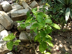Yeatesia platystegia