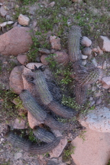 Haageocereus platinospinus