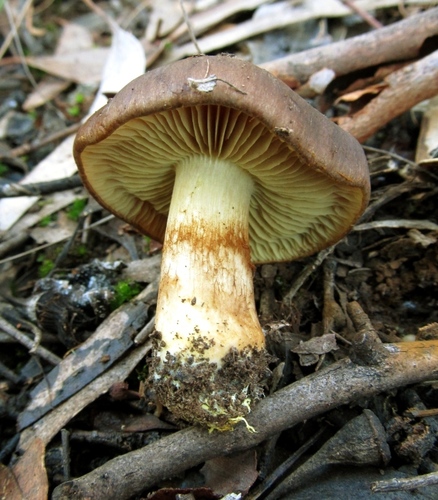 Cortinarius clelandii