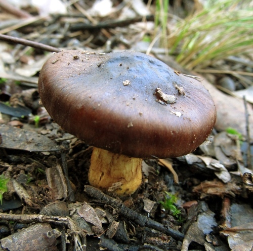 Cortinarius clelandii