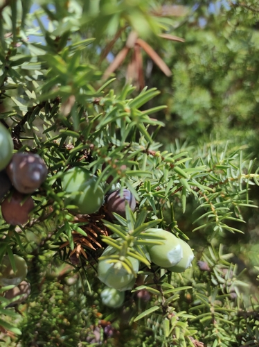 Oxycèdre à gros fruits