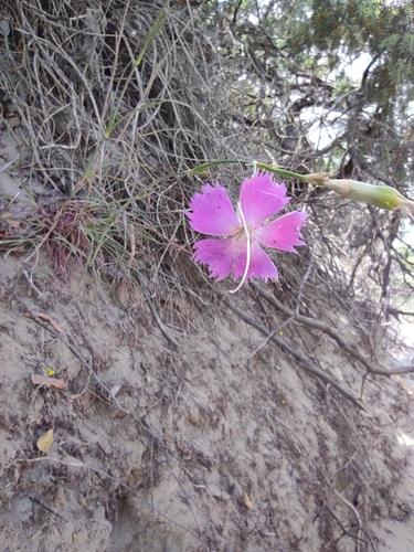Apennine wood pink