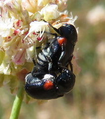 Saxinis saucia