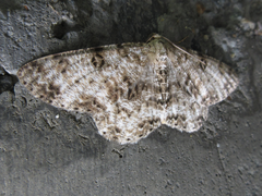 Ophthalmitis albosignaria
