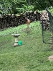 Odocoileus virginianus