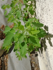 Chenopodium album