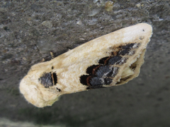 Phalera flavescens