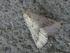 Schrankia separatalis