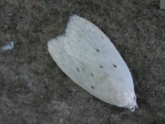 Scythropiodes approximans