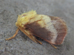 Narosoideus flavidorsalis