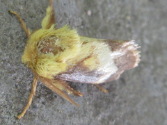 Narosoideus flavidorsalis