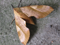 Clanis bilineata