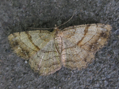 Polymixinia appositaria