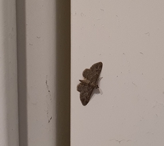 Gymnoscelis rufifasciata