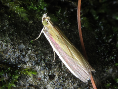 Oncocera semirubella