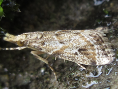 Microchilo inexpectellus