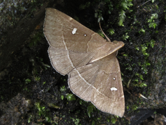 Cidariplura gladiata