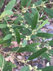 Boronia lanceolata