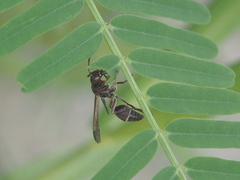 Ropalidia hongkongensis