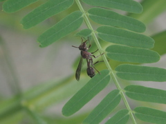 Ropalidia hongkongensis