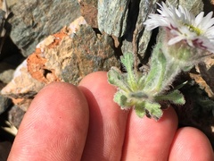 Erigeron denalii