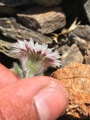 Erigeron denalii
