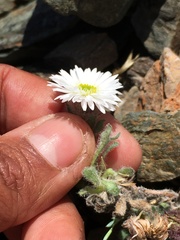 Erigeron denalii
