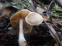 Cortinarius austroalbidus