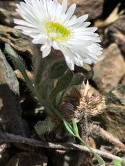Erigeron denalii