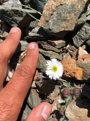 Erigeron denalii