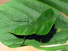 Choeradodis rhombicollis