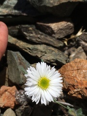 Erigeron denalii