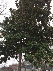 Magnolia grandiflora