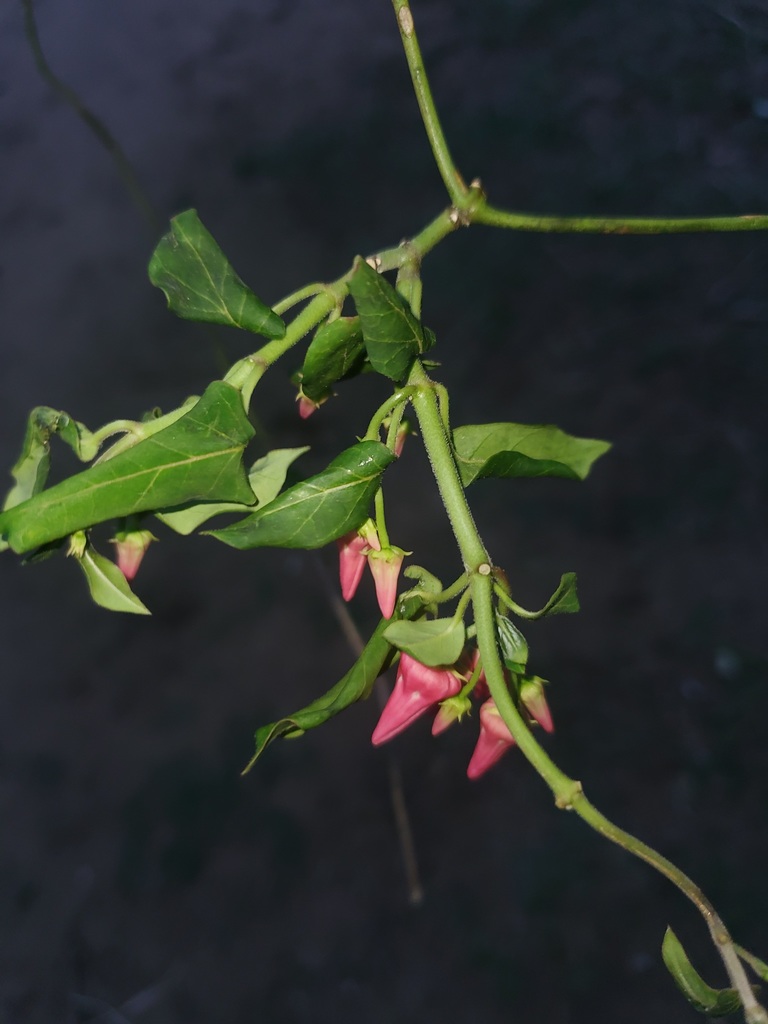 Cynanchum erythranthum