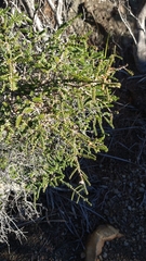 Melaleuca gibbosa