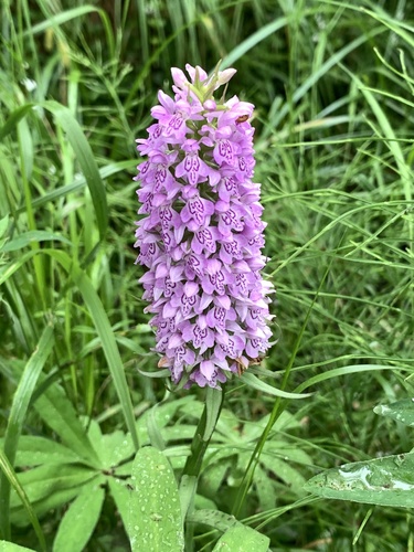 Broad-leaved Marsh Orchid