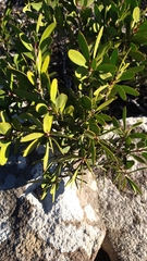 Melaleuca pallida