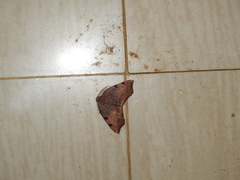 Achrosis lithosiaria