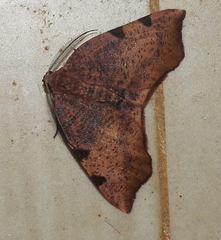 Achrosis lithosiaria