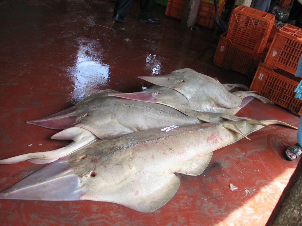 Sharpnose Guitarfish