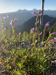 Penstemon cardwellii