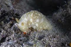 Image of Doriopsilla peculiaris
