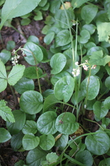 Pyrola rotundifolia