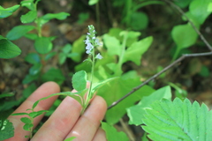 Veronica officinalis