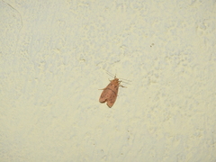 Miltochrista arcuata
